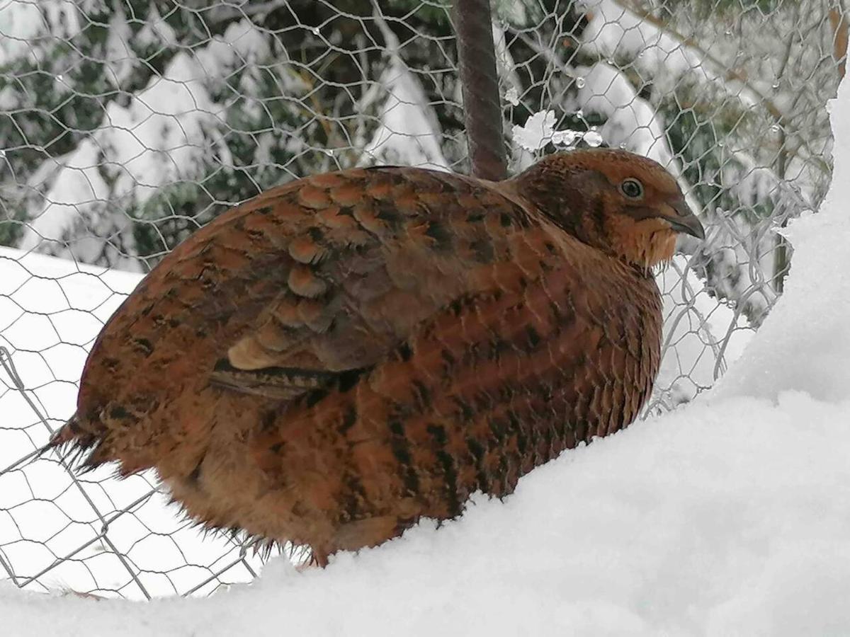 Appartamento Accogliente Di Montagna A Cavagnago Faido Eksteriør billede