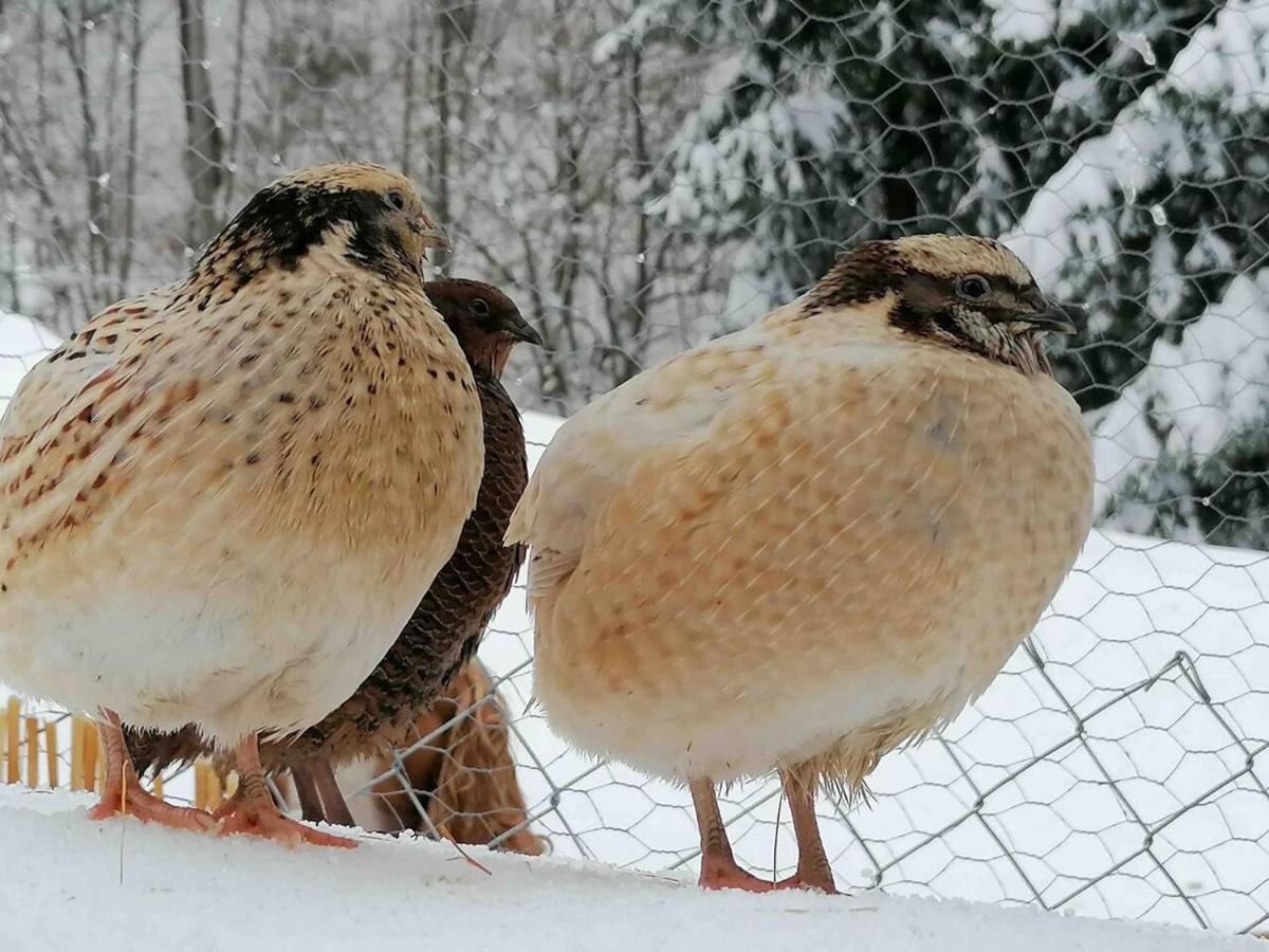 Appartamento Accogliente Di Montagna A Cavagnago Faido Eksteriør billede